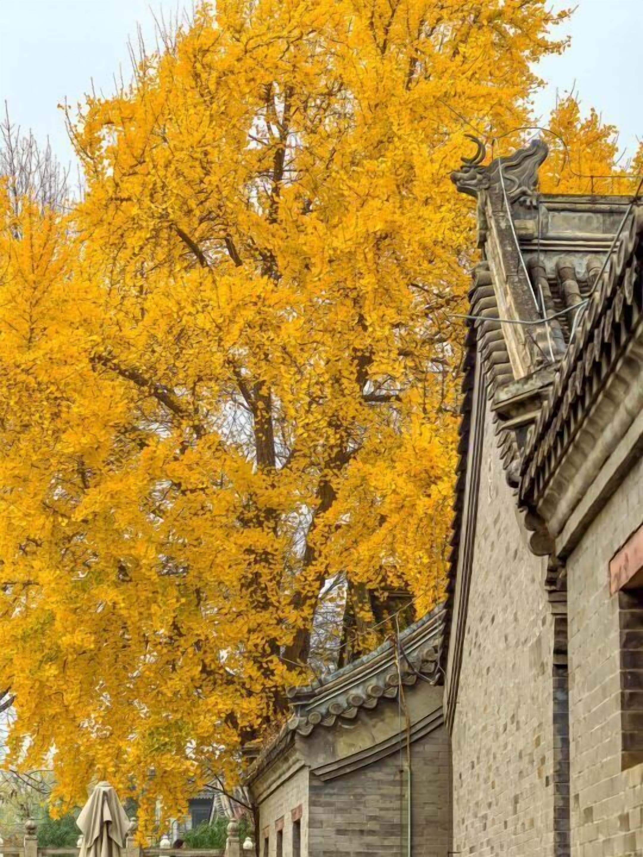 Un edificio tradicional con tejado de baldosas y un árbol grande de hojas amarillas.