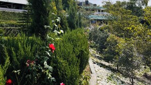 Un jardín con diversas plantas y un sendero de piedra.