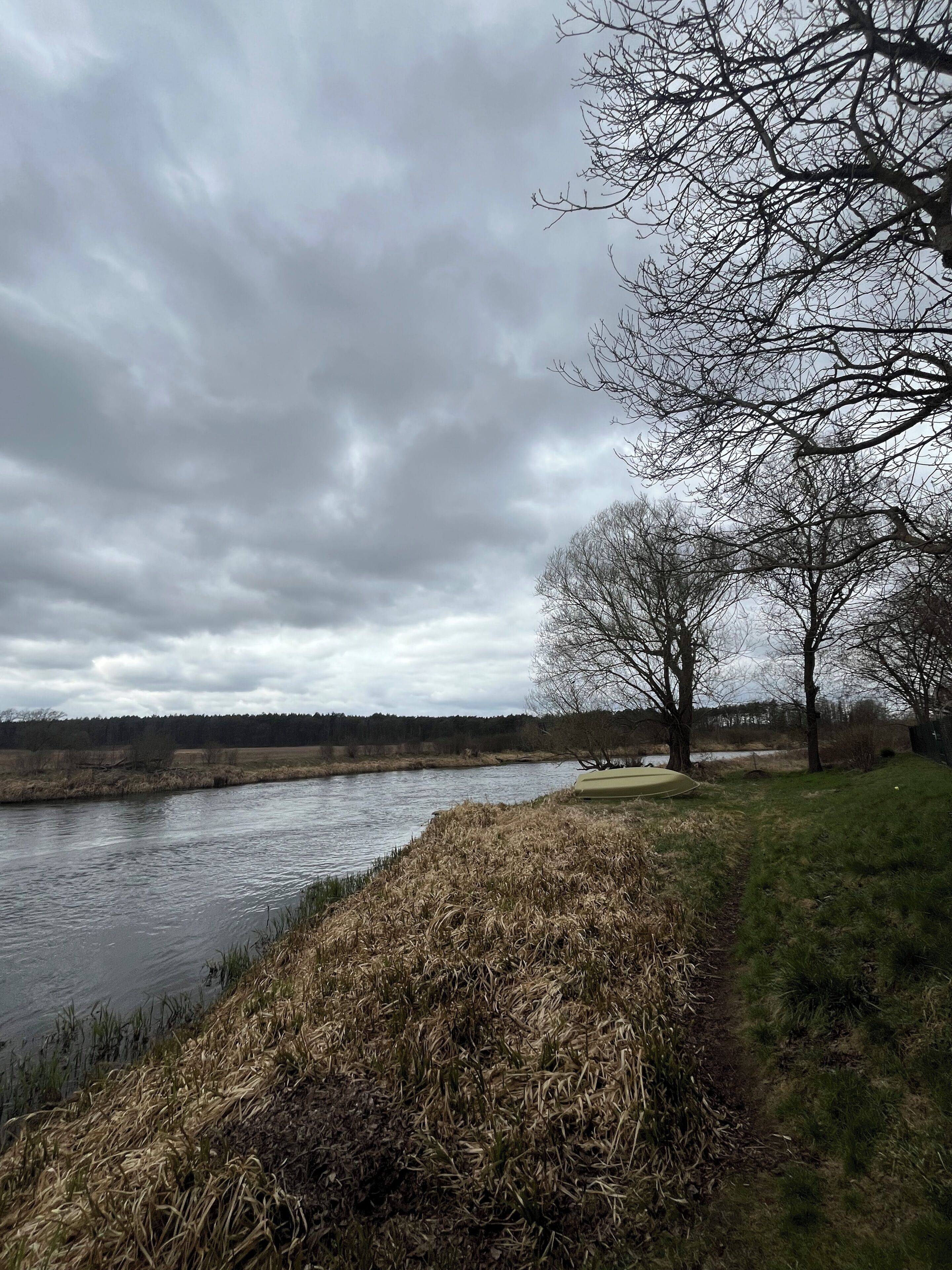 A river with a grassy bank and a leafless tree.