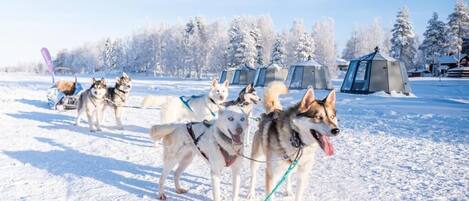 A group of sled dogs on a snowy field with tents in the background.