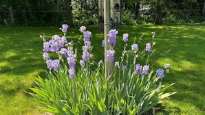 A garden with purple flowers and green foliage. - Saratoga Cottage 2br Near Track & Lake 2 Bedroom Home (Saratoga Springs)