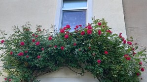 Ein Gebäude mit einer schwarzen Tür, einem Fenster und einer mit Kletterrosen bewachsenen Mauer.