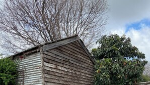 A rustic wooden shed with corrugated metal siding, a wooden fence, and a large tree.