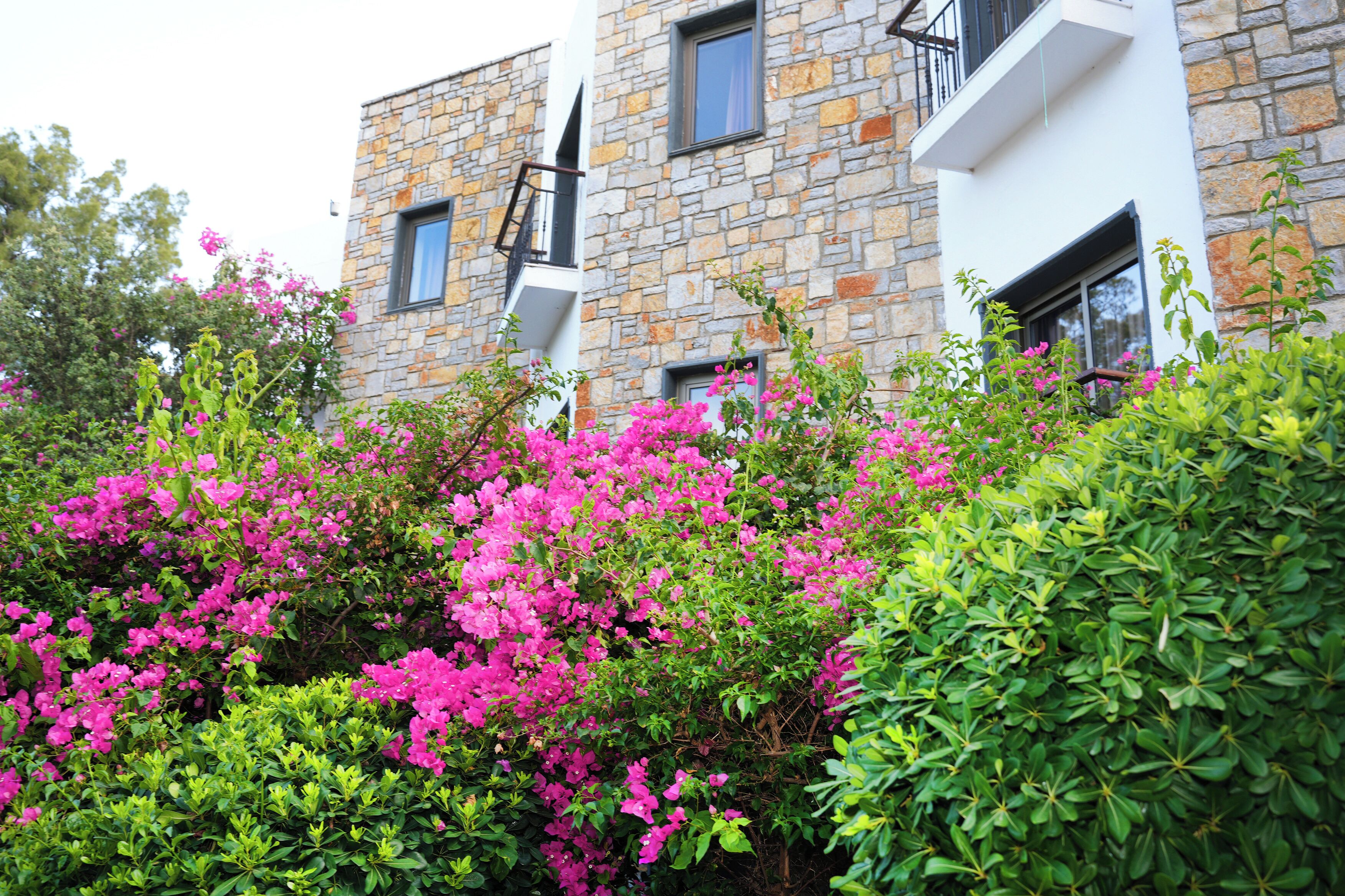 Garden view
