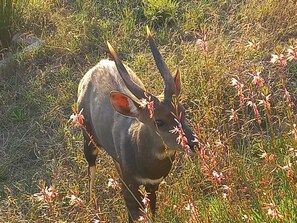 Villa, 1 Bedroom | Miscellaneous