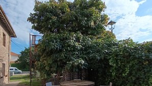 An outdoor seating area with a round table and four chairs, surrounded by dense foliage. - Double Room Azul - Private Bathroom - Cartes (Cartes)