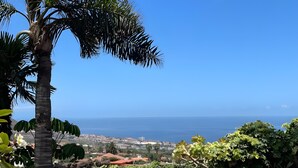Eine Küstenlandschaft mit Blick auf das Meer, einer Palme und vielfältiger Vegetation.