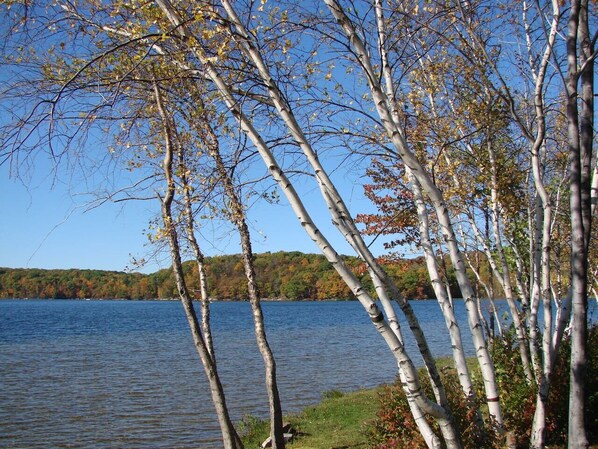 Un lago con abedules a lo largo de la orilla.