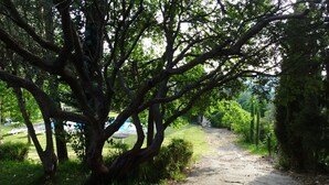 A dirt path leading through a wooded area with trees and a small pond in the background.