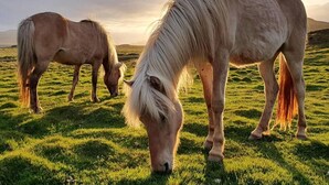 Two horses grazing in a grassy field with a mountainous backdrop. - Stafafell Nature Park Camping (Stafafell)