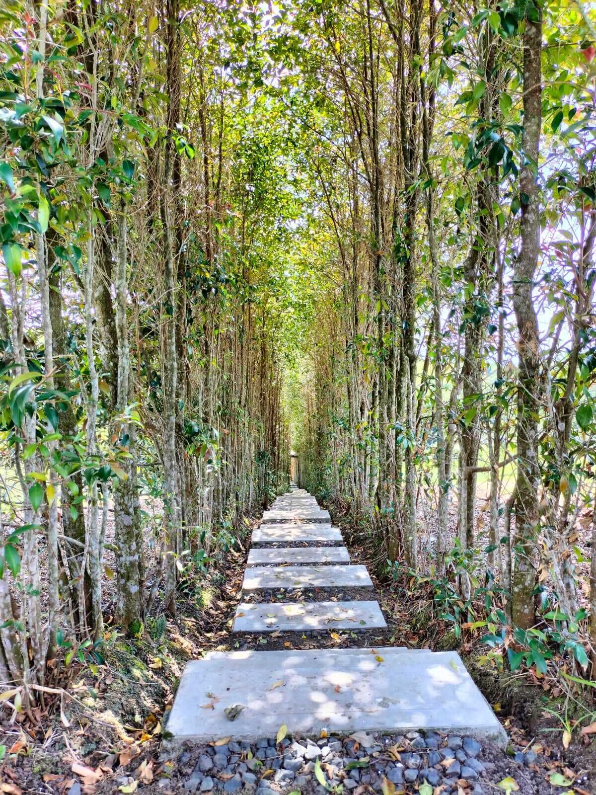 Deluxe Cabin, 1 Queen Bed, Private Bathroom, Mountain View | Property grounds