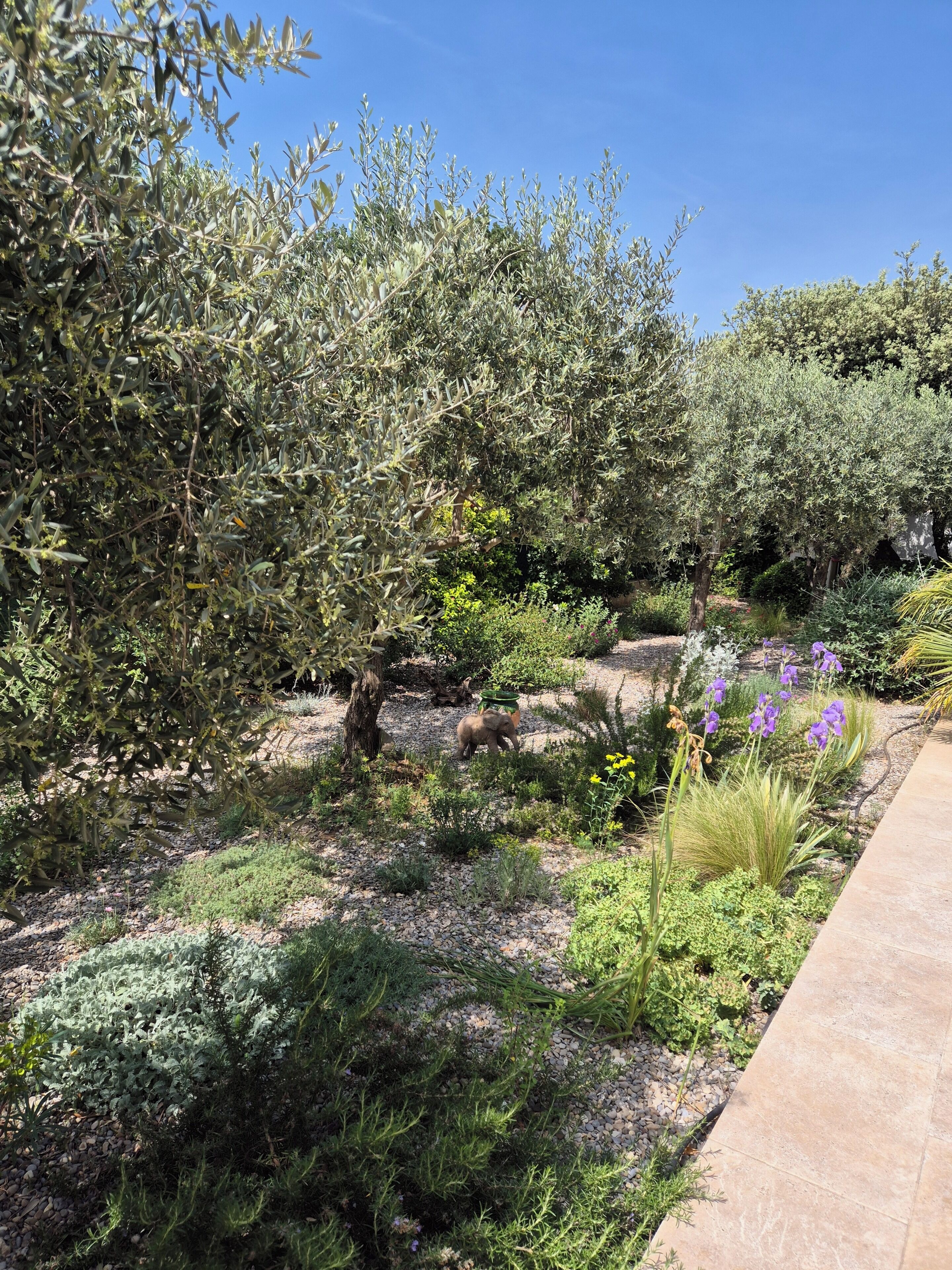 Un jardin avec différentes sortes de plantes et un sentier.