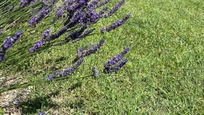 A grassy field with lavender, a yellow building, and a mountain in the background. - Maison Des Arches Mérindol, spacious and bright. 6 bedrooms, private pool. (Mérindol)