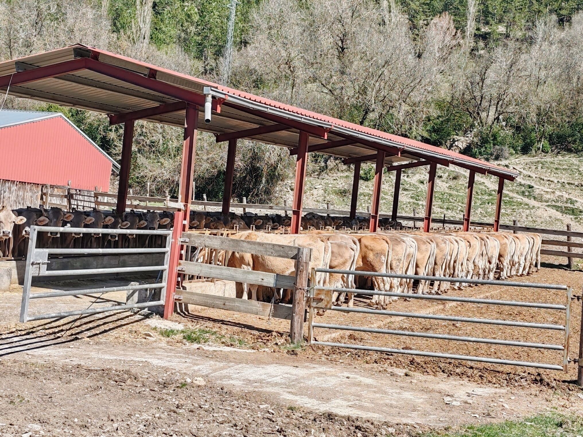 A cattle pen with a covered feeding area and a red building in the background.