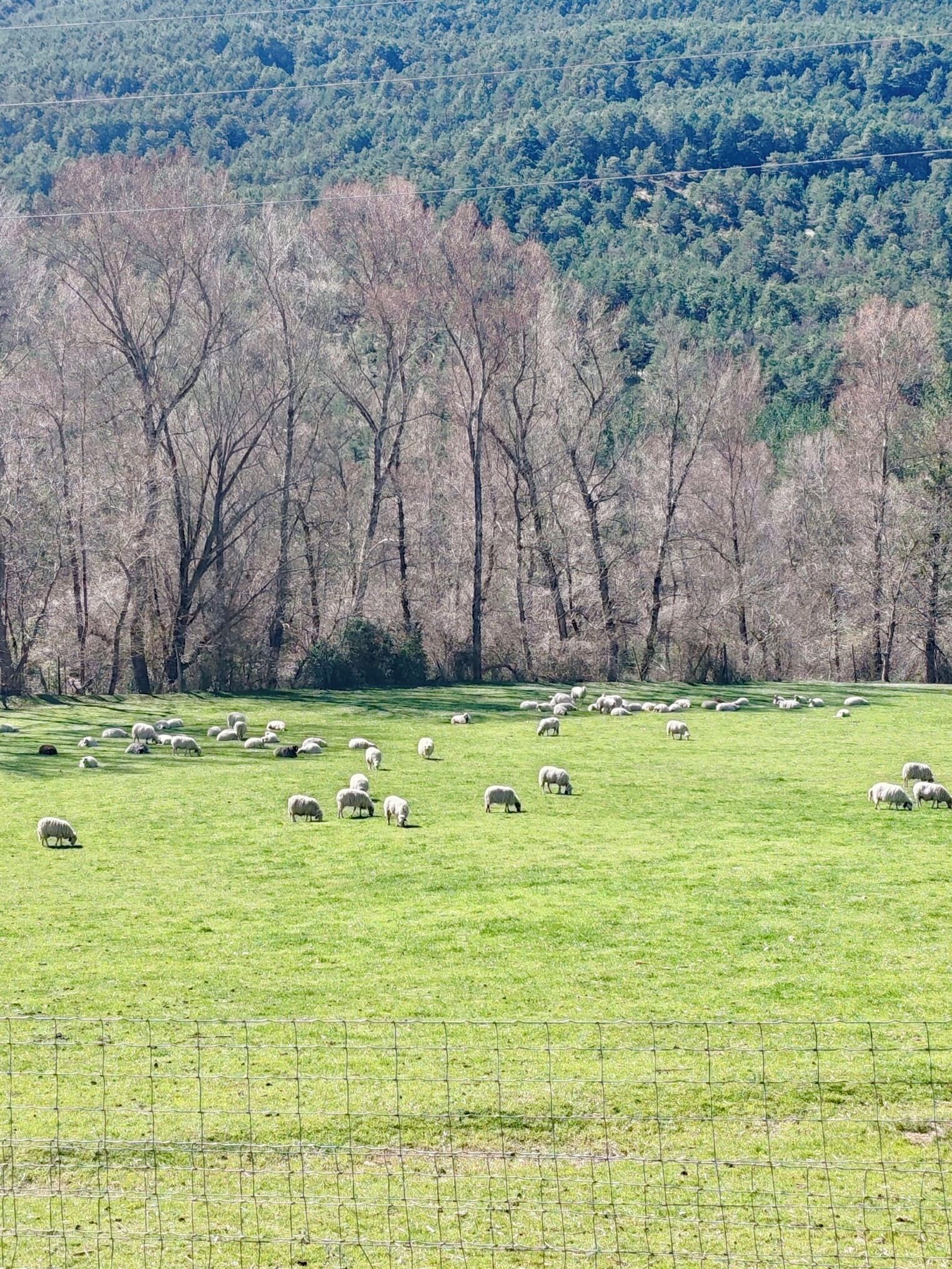 Un campo cercado con ovejas pastando y una colina boscosa al fondo.