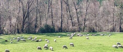 Un campo cercado con ovejas pastando y una colina boscosa al fondo.