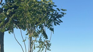 Un macetero rectangular con listones verticales, un árbol, un banco y vistas de una masa de agua tranquila con líneas de alta tensión a lo lejos.