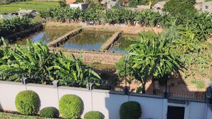 Zona residencial con un estanque, árboles de plátano y casas.