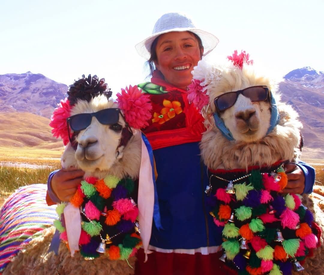 A person with two llamas wearing colorful accessories.