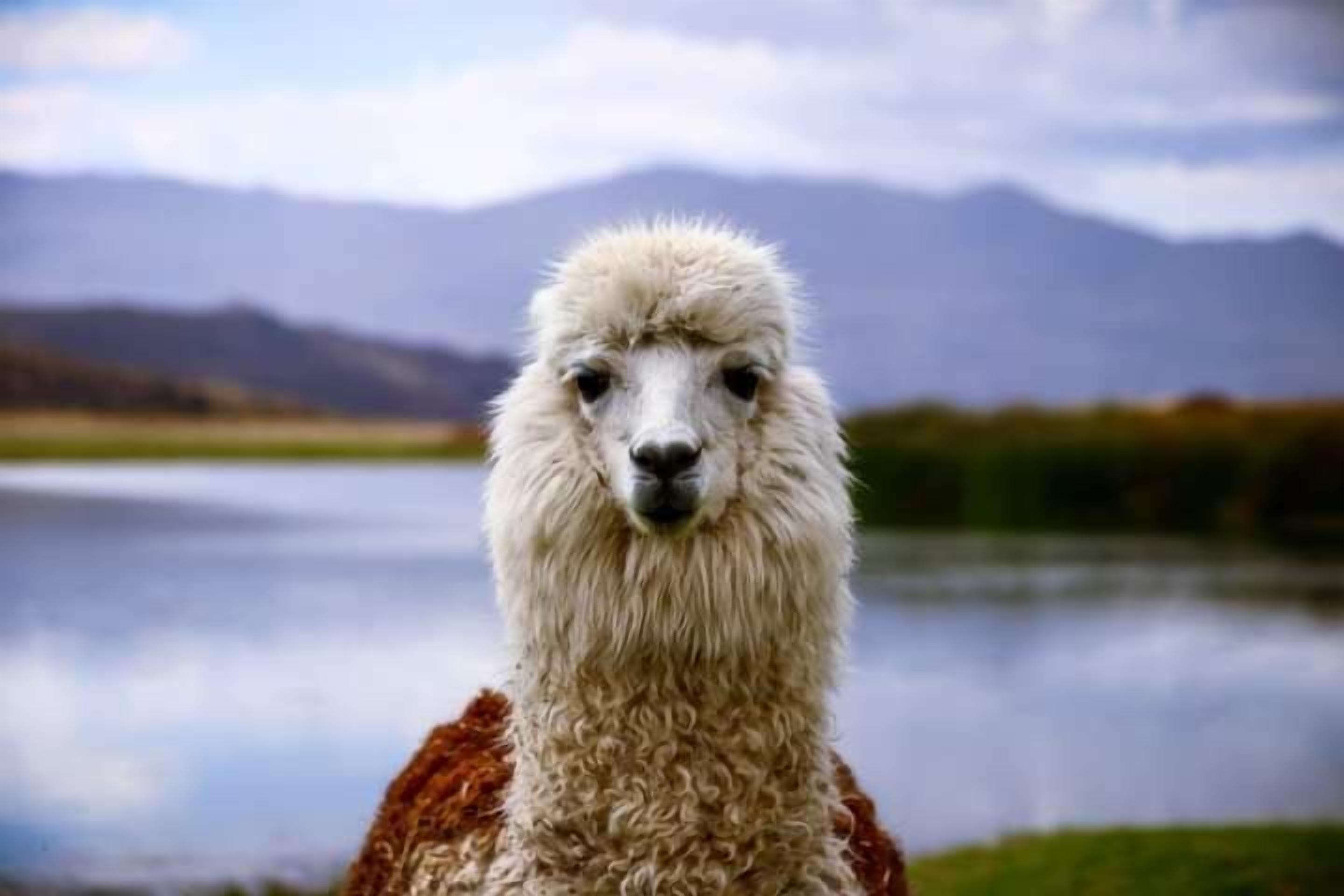 A llama standing by a body of water with mountains in the background.