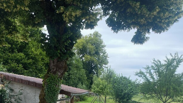 Un jardín con un muro de piedra, un árbol y una estructura de madera.