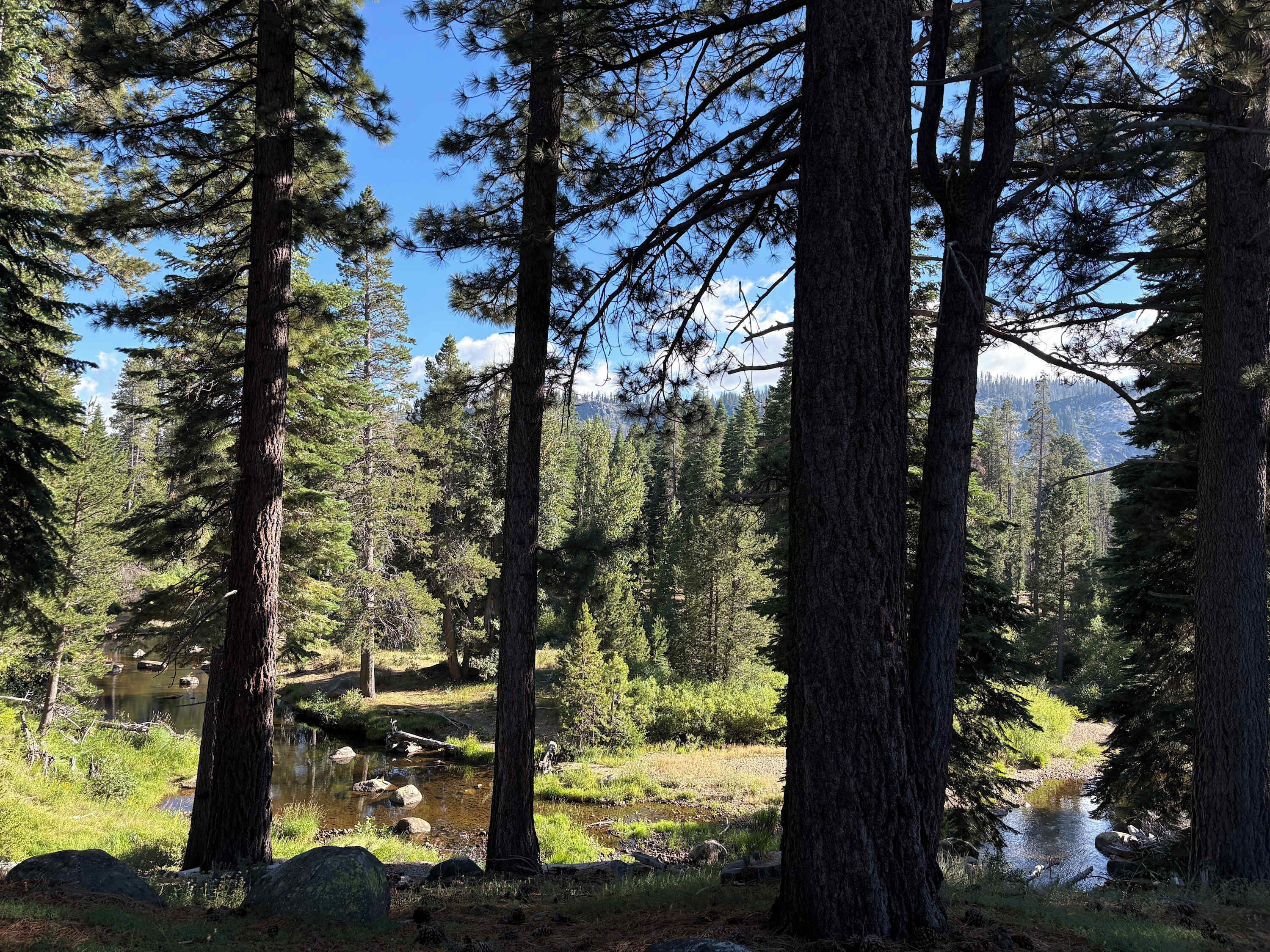 Une zone boisée avec de grands arbres et un petit ruisseau.