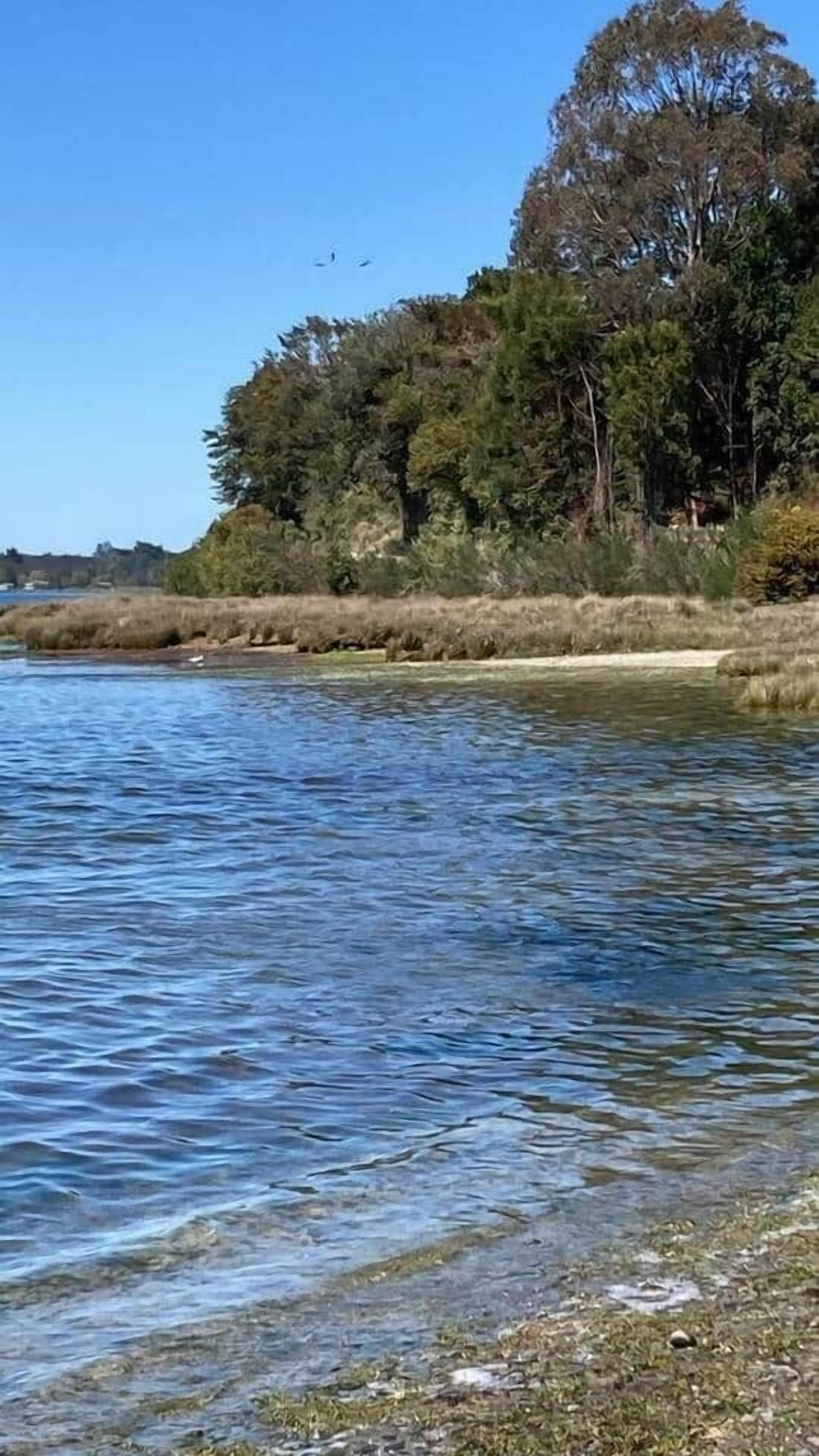 A clear view of a river with a forested area on the opposite bank.