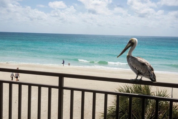 The Pelican's Perch!