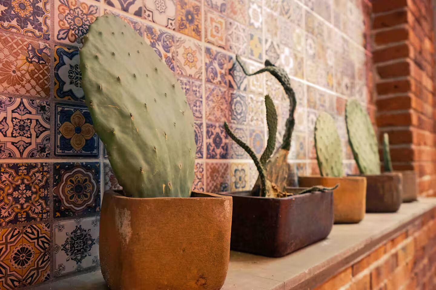 Una fila di cactus in vaso davanti a una parete piastrellata.