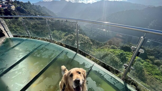 A dog on a glass walkway with a mountain view. - Downtown Apt / Walk to Main Square / Families & Groups (Zacatlán)