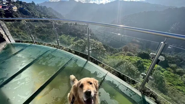 A dog on a glass walkway with a mountainous landscape in the background. - Quiet Family Apartment 2 Blocks from Zacatlán Downtown (Zacatlán)