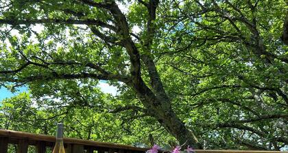 Beautiful handbuilt Treehouse sleeps 2-6