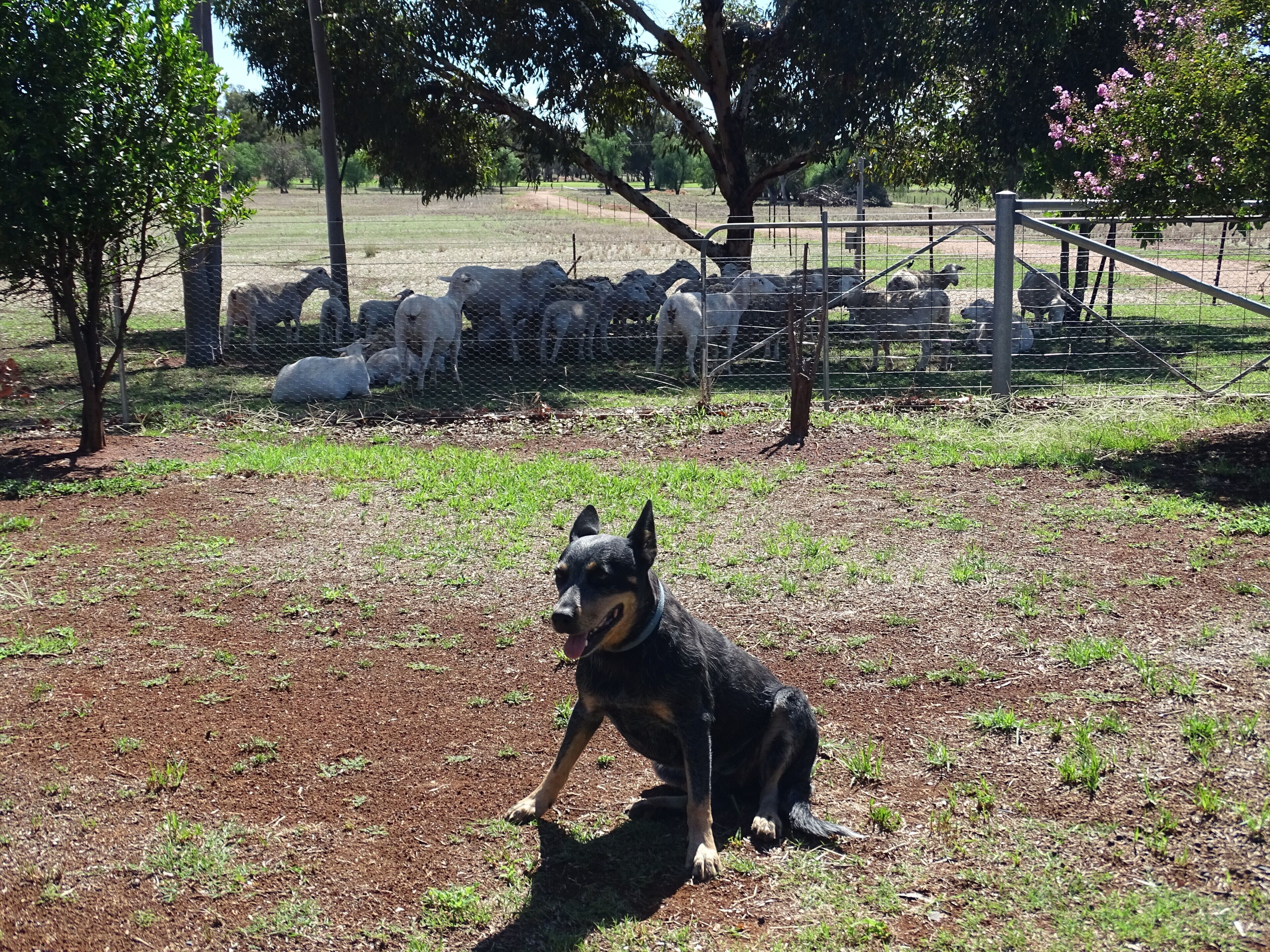 Un espace extérieur clos, avec un chien et des moutons, des arbres et un ciel dégagé.