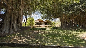 A building surrounded by large trees with extensive root systems.