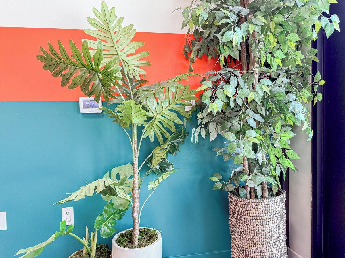 A room with a blue wall, a red stripe, and a potted plant with broad leaves.