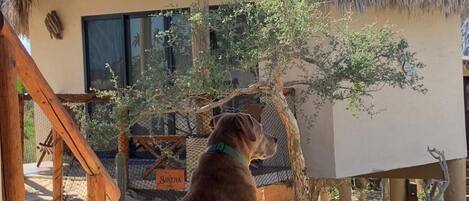 A dog sitting on a wooden deck, a thatched-roof building, and a tree in the background.