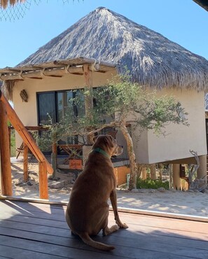 Terrace/patio - ventusbay (La Ventana)