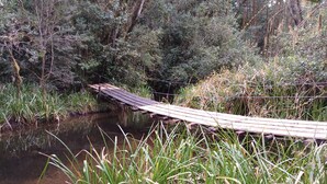 A wooden bridge over a calm stream, surrounded by dense greenery and trees.