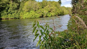 A river surrounded by dense greenery and trees.