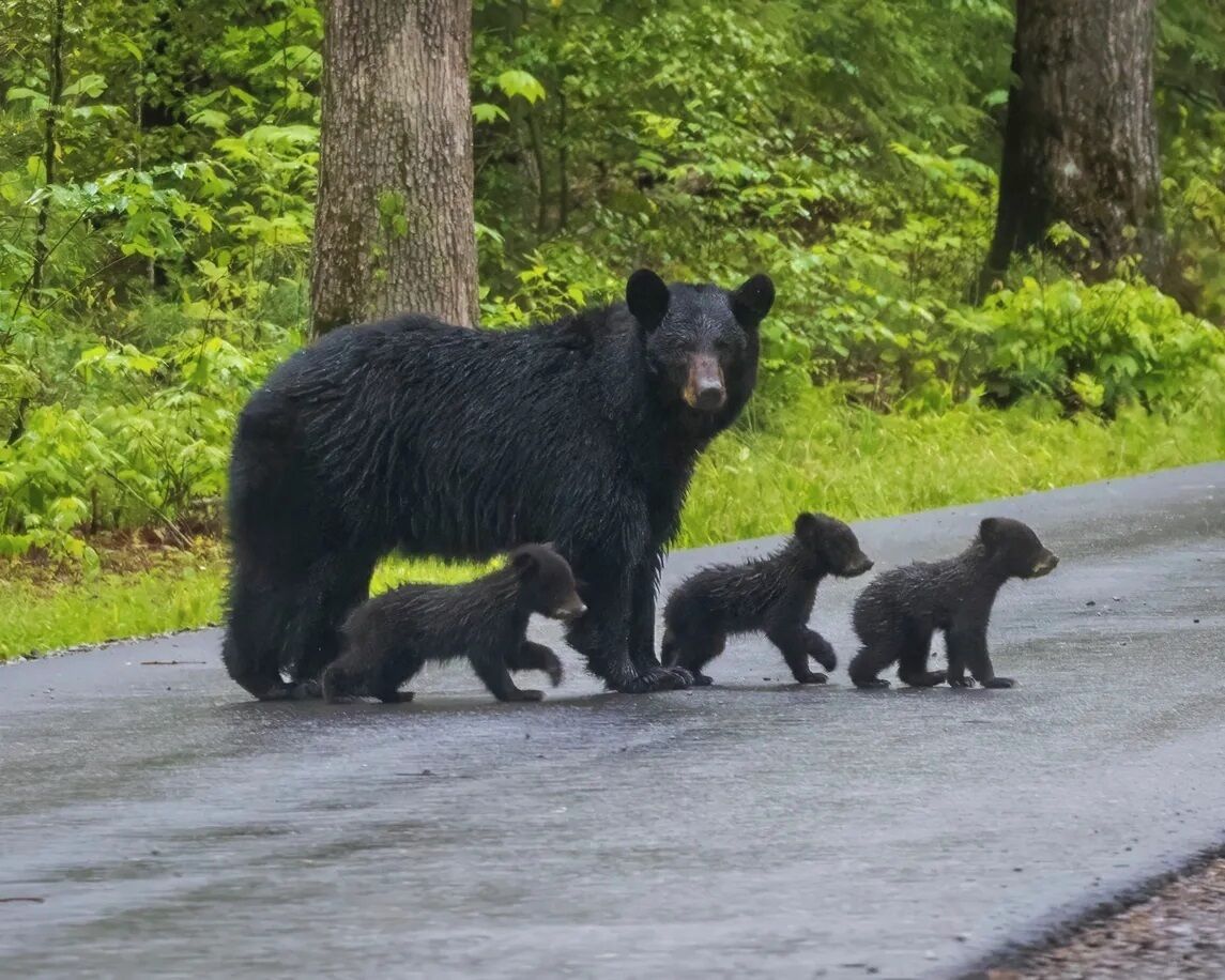 A bear and its cubs on a road.