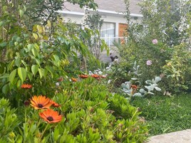 Un jardín con diversas plantas y flores, un edificio al fondo y una persona caminando.