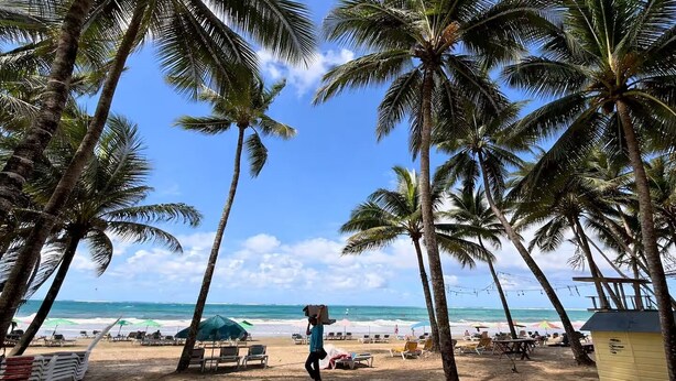 Une plage bordée de palmiers, un ciel dégagé et l’océan en toile de fond.