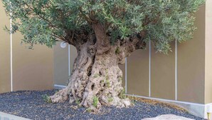 A bonsai tree with a thick trunk and dense foliage, placed in a landscaped garden with a stone and a metal fence. - Sakhonburi Cozy Hotel (Samut Sakhon)