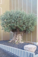 A bonsai tree with a thick trunk and dense foliage, placed in a landscaped garden with a stone and a metal fence.