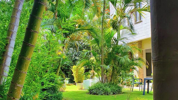 Een weelderige tuin met palmbomen, een pad en een gebouw op de achtergrond.