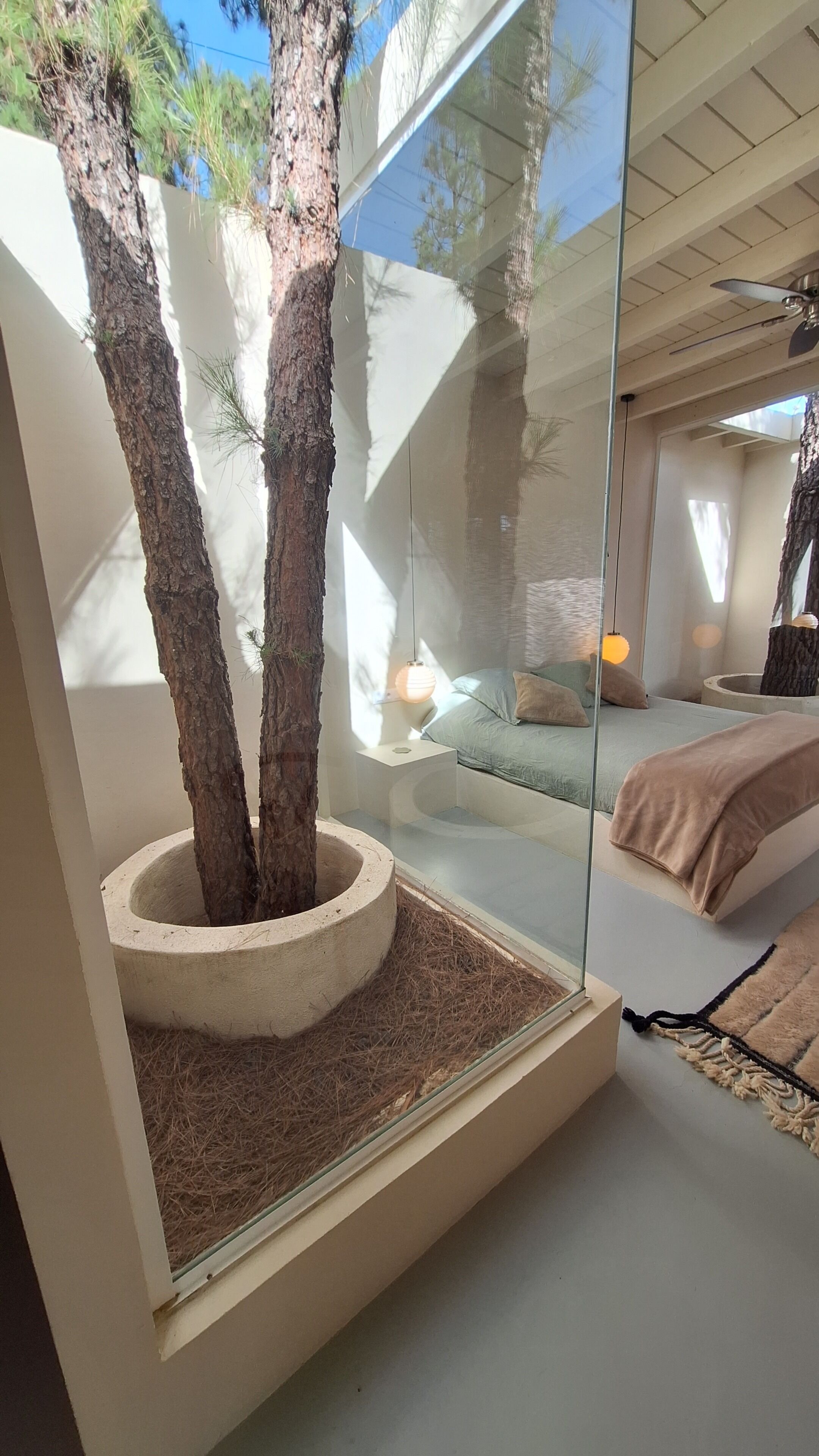 A modern bedroom with a glass partition, a bed, a nightstand, and a tree planter.