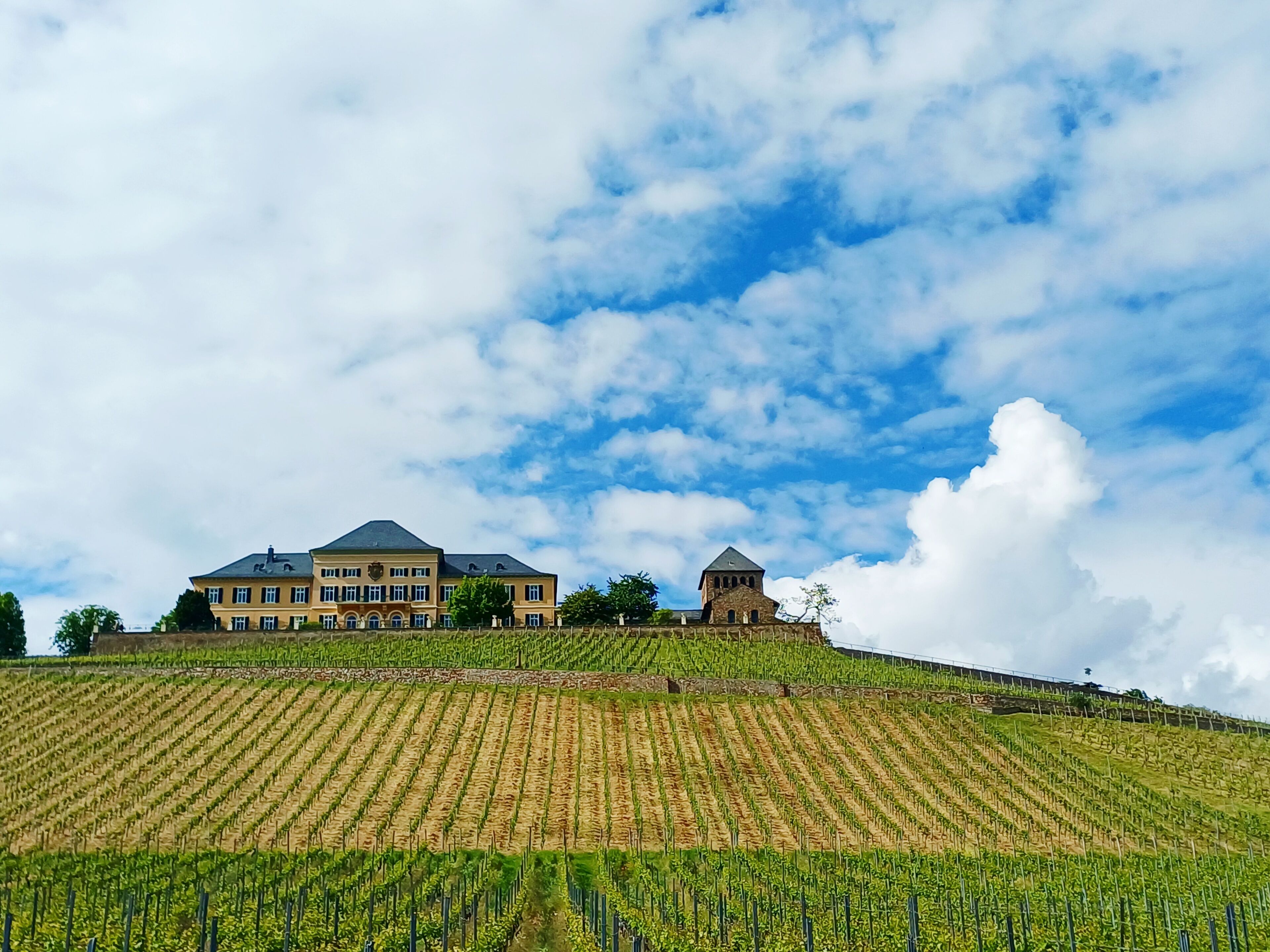 Ein Weinberg mit Reihen von Reben und ein großes Gebäude mit einem Turm.