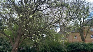 Un arbre aux fleurs blanches, situé dans une zone herbeuse, avec un bâtiment en briques en arrière-plan.