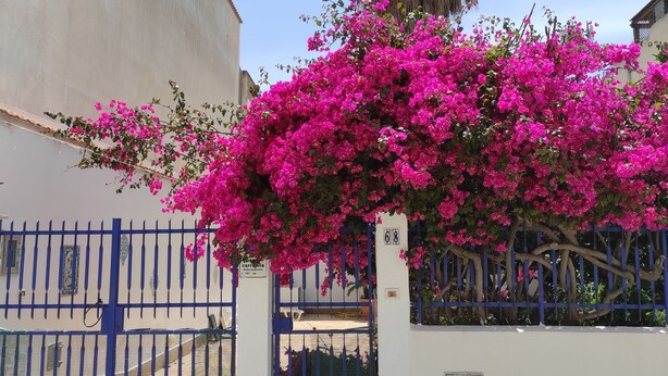 Ein Gebäude mit blauem Tor, rosa Bougainvillea und einer Palme.