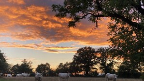 Campo com gado pastando e árvores sob um céu ao pôr do sol.